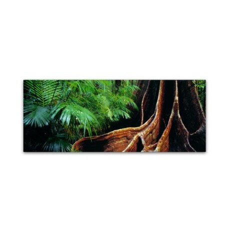 Trademark Fine Art David Evans 'Rainforest Fig-Qld' Canvas Art, 10x32 DE0075-C1032GG
